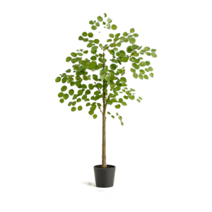 Potted Eucalyptus Plant Hire